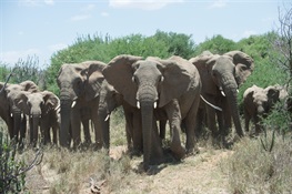 Elephants and Ivory in the News at CITES CoP18